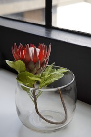 South Africa, Gauteng Province, Johannesburg, Maboneng district, the 12 Decades Johannesburg Art hotel chronicling the history of Johannesburg from 1886- 2006 with rooms designed and conceptualised by some of South Africa’s most celebrated artists and designers, a genus Protea (Protea cynaroides) that is an emblem of South Africa