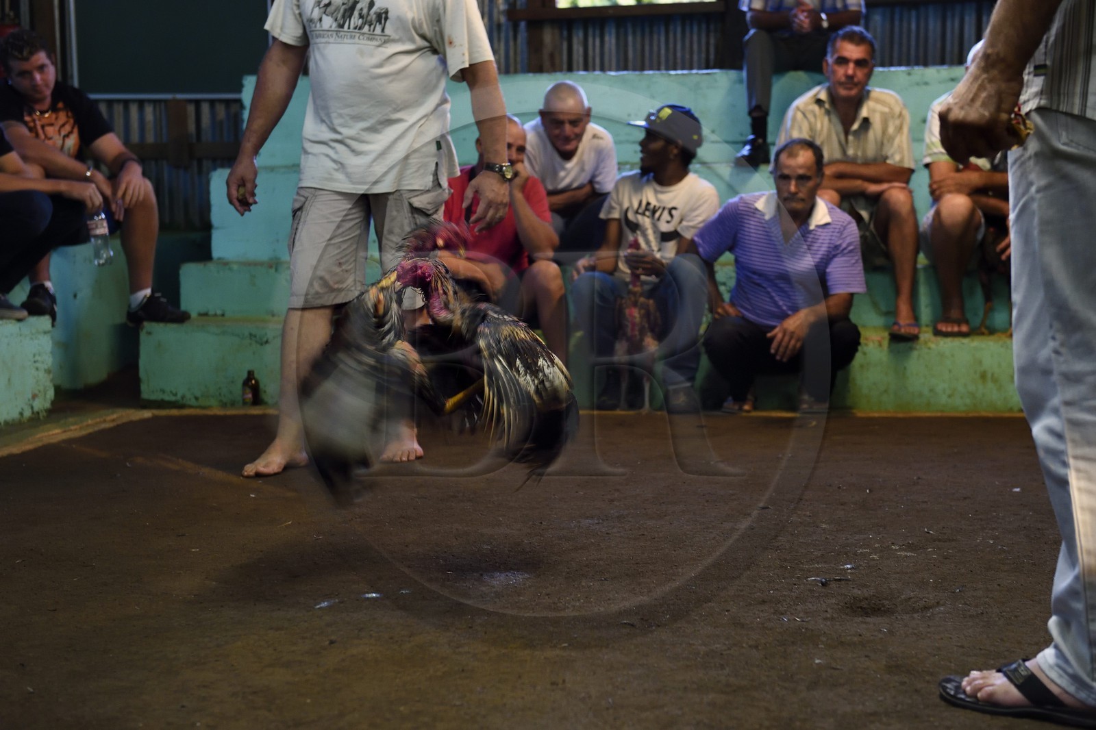 France, Ile de la Reunion, Petit Tampon, combat de coqs dans le Rond de Coq