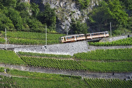 Switzerland, Canton of Vaud, Aigle, regional train advancing on the hillside and surrounded by vineyards