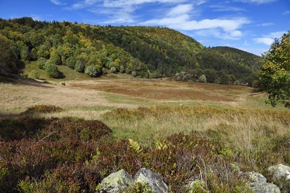France, Vosges, Ballons des Vosges Regional Natural Park, Saint Maurice sur Moselle, chaume des Neuf Bois meadow, hikers at the edge of the peatland surrounded by forest