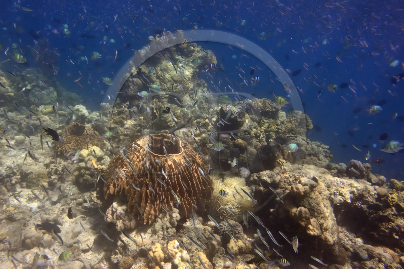 Philippines, Calamian Islands dans le nord de Palawan, Coron Island Natural Biotic Area, récif de corail