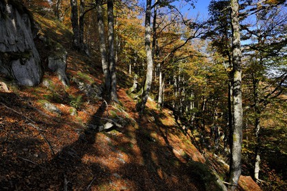 France, Haut-Rhin (68), la route des Crêtes, réserve naturelle de Tanet-Gazon-du-Faing, forêt vosgienne sur le flan est