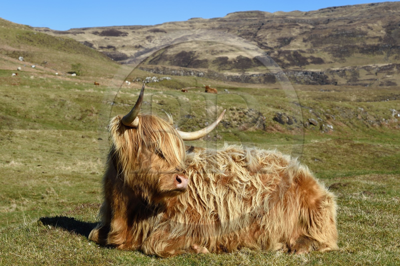 Royaume-Uni, Ecosse, Highland, Hébrides intérieures, Ile de Mull, vache de race Highland