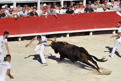 France, Bouches du Rhone, Arles, the course camarguaise of the Cocarde d'Or at the Arenas, raseteur trying to catch the award-winning attributes on the horns of the bull