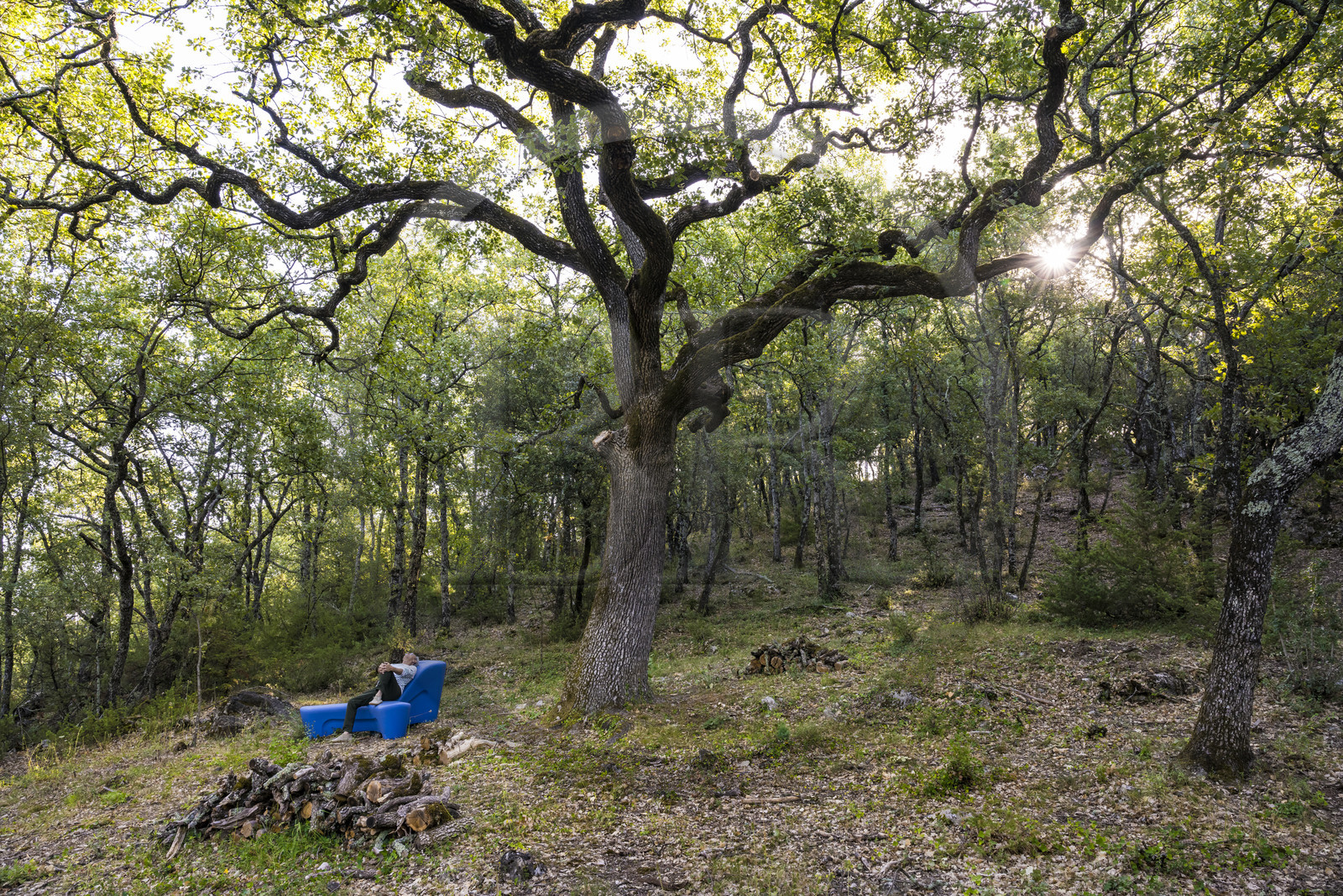 France, Var (83), Provence Verte, Bras, Académie du Bain de Forêt Provençale, forêt du domaine Le Peyrourier - une campagne en Provence