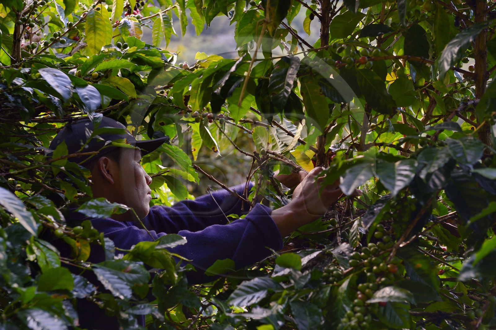 Panama, province de Chiriqui, Boquete, plantation de café Finca Lerida, cueillette des grains de café par un amérindien Nägbe