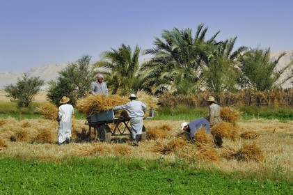 Egypte, désert libyque, oasis de Dakhla, travaux des champs