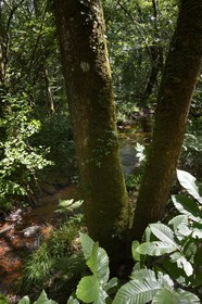 France, Ille-et-Vilaine (35),  forêt de Brocéliande, la vallée de l'Aff
