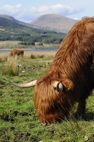 Royaume-Uni, Ecosse, région des Highlands, Highland cow  au Loch Eil vers Fort William