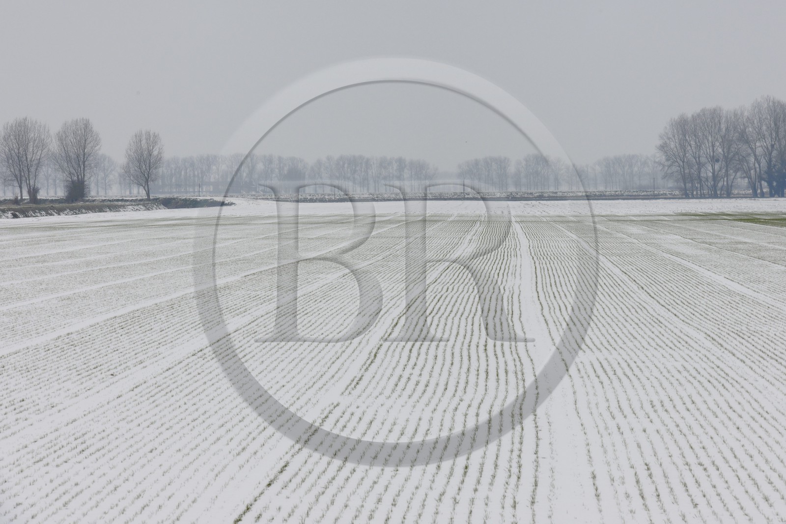 France, Ille-et-Vilaine (35), le polder du Mont-Saint-Michel