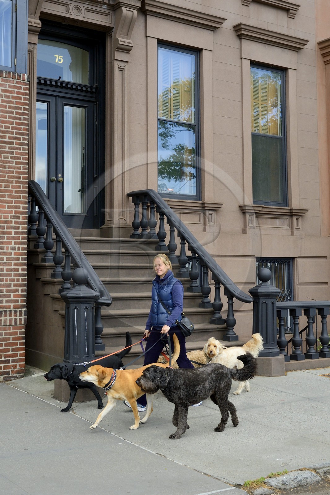 Etats-Unis, New York, Brooklyn, promeneur professionnel de chiens