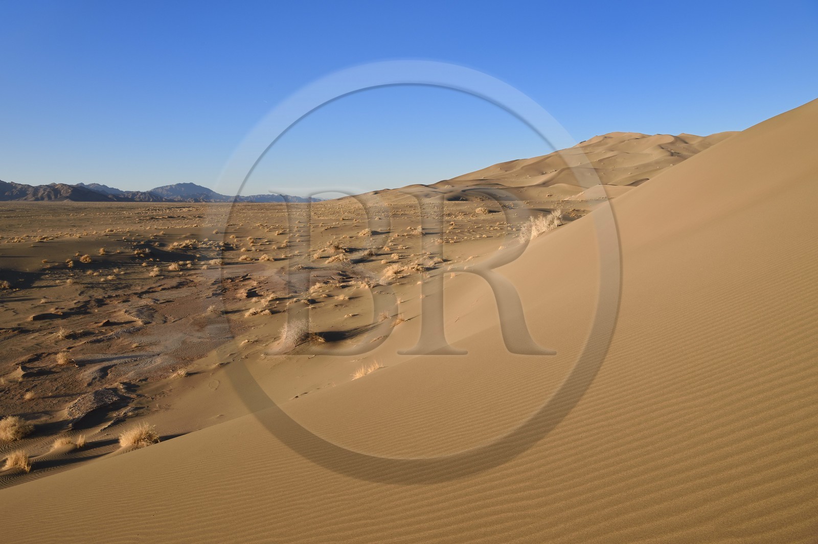 Iran, Province de Yazd, désert du Dasht-e Kavir, Moghestan, massif dunaire dont la plus haute dune atteint les 200 mètres