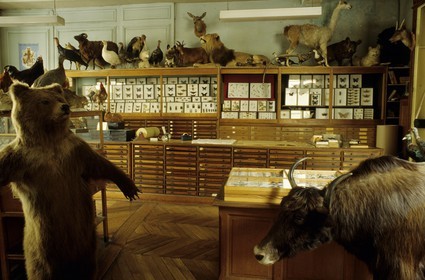 France, Paris (75), Maisaon Deyrolle (taxidermiste) rue du Bac