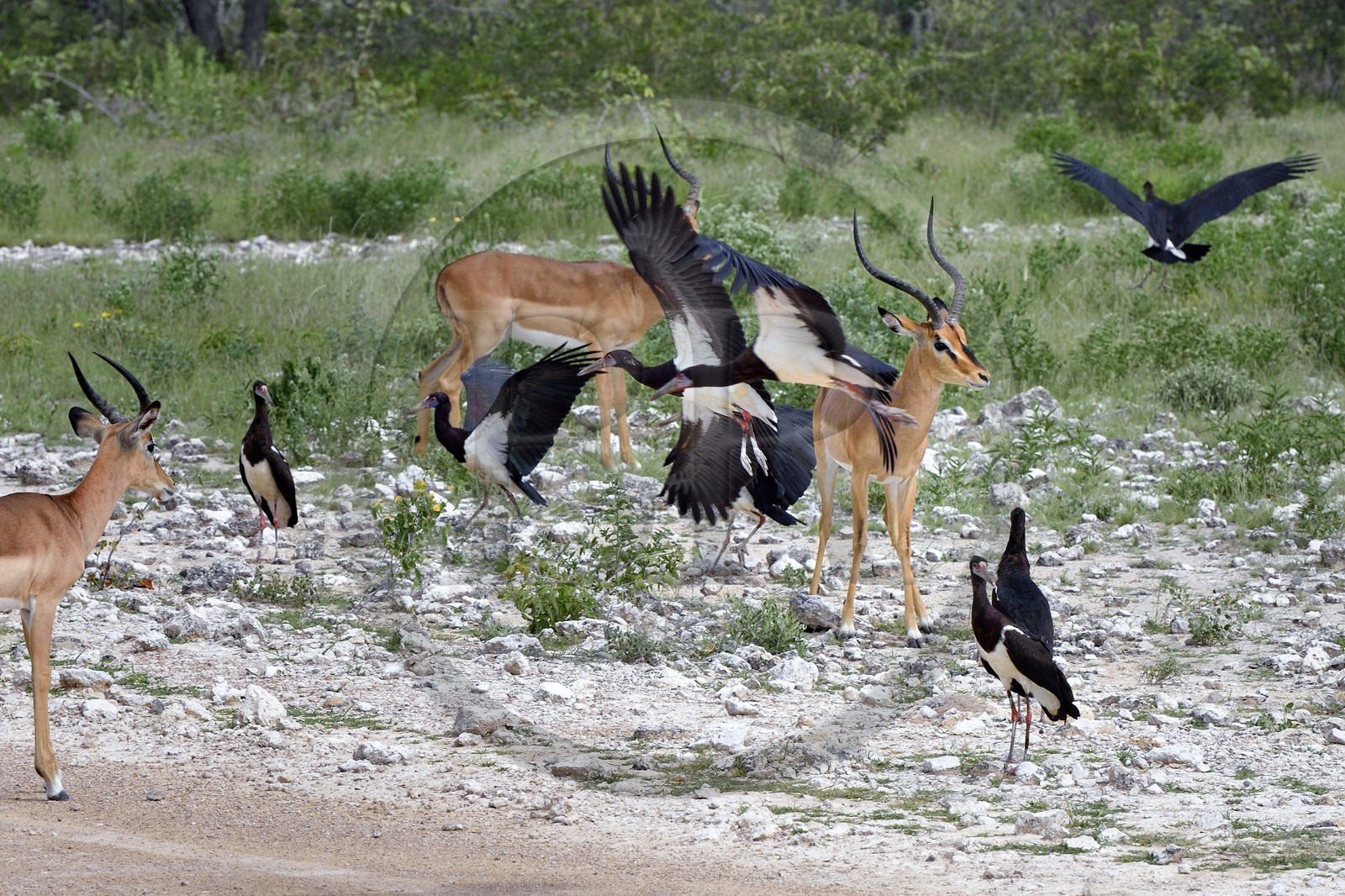 Namibie, région de Oshikoto, Parc National d'Etosha, impalas à face noire mâle (Aepyceros melampus petersi) et Cigogne d'Abdim ou Cigogne à ventre blanc (Ciconia abdimii)