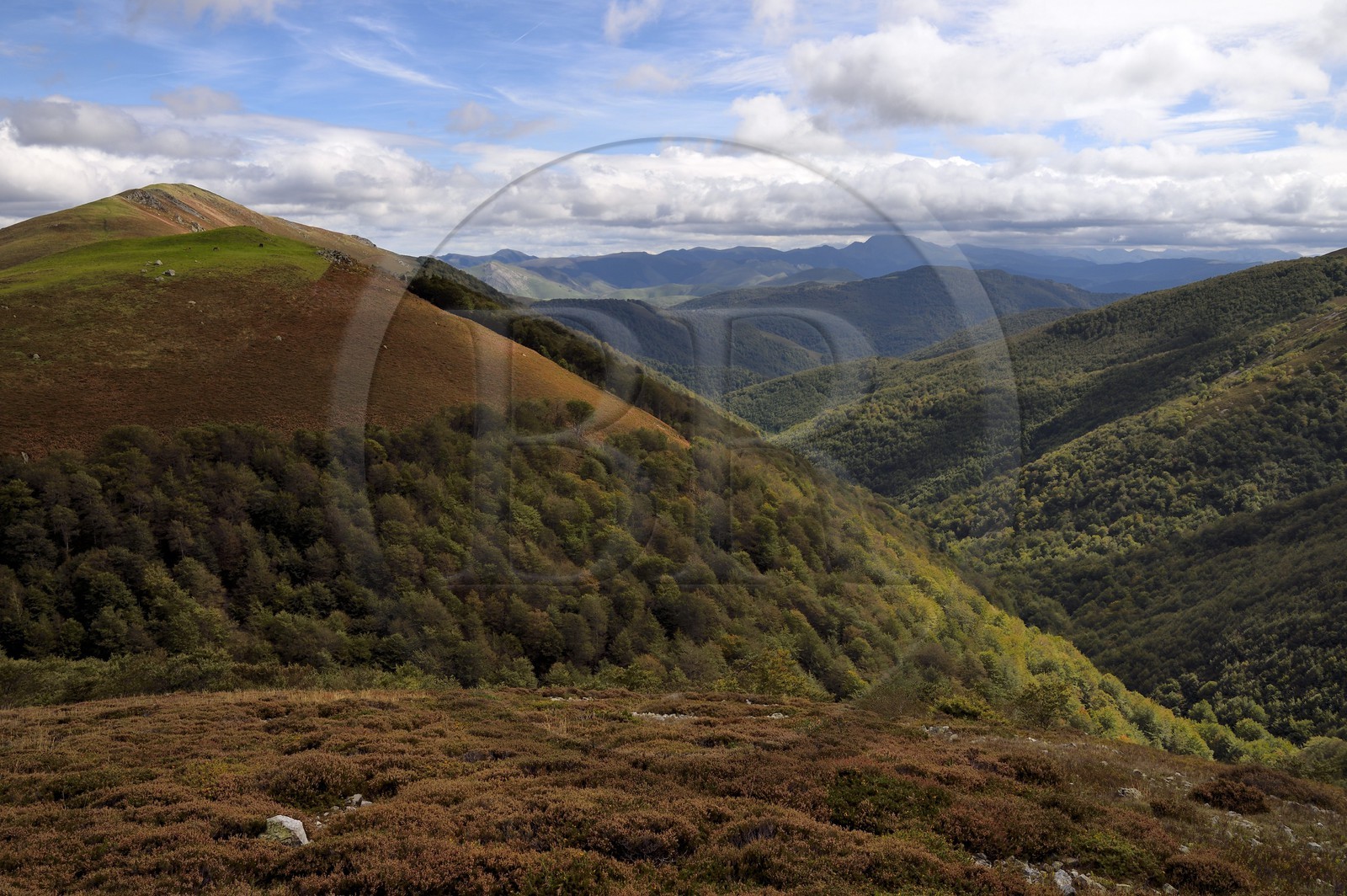 Espagne, Pays-Basque, Navarre, chemin de Saint-Jacques de Compostelle entre Saint-Jean-Pied-de-Port et Roncevaux, la forêt d’Iraty dans la vallée, elle est la plus vaste hêtraie d'Europe