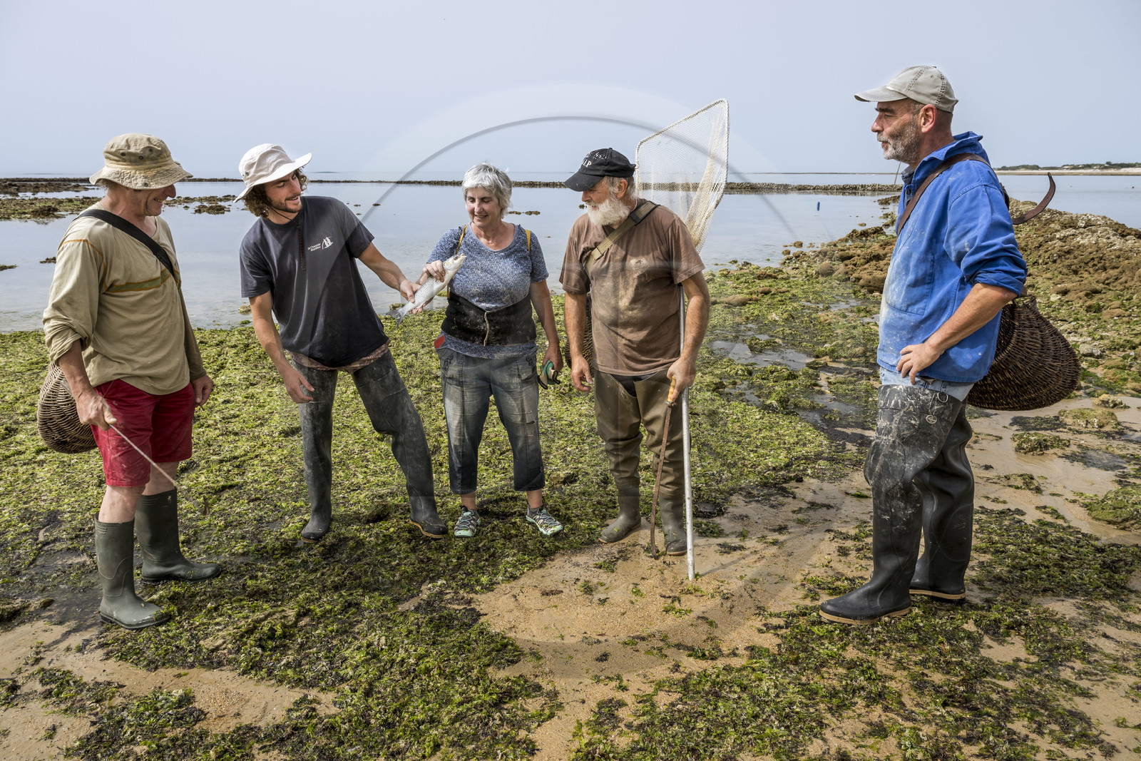 France, Charente-Maritime (17), Ile d'Oléron, Saint-Georges-d'Oléron, plage des Sables Vignier à marée basse, concessionnaires mareyants de l'écluse à poissons des Basses, Christian, Nathan, la cheffe Francine Fèvre, Jean Guy et Jean Baptiste, tous membres de la Concession Laure Brégaud