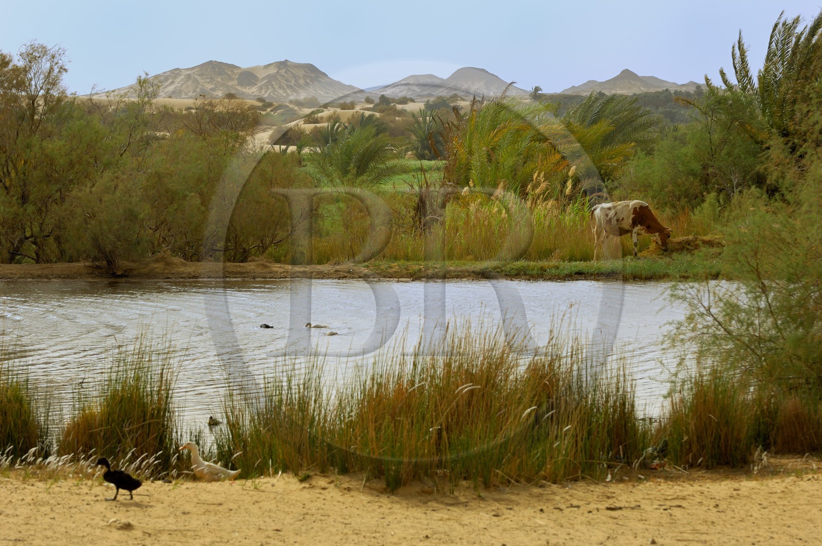 Egypte, Basse-Egypte, désert libyque, oasis de Bahariya (Bahareyya)
