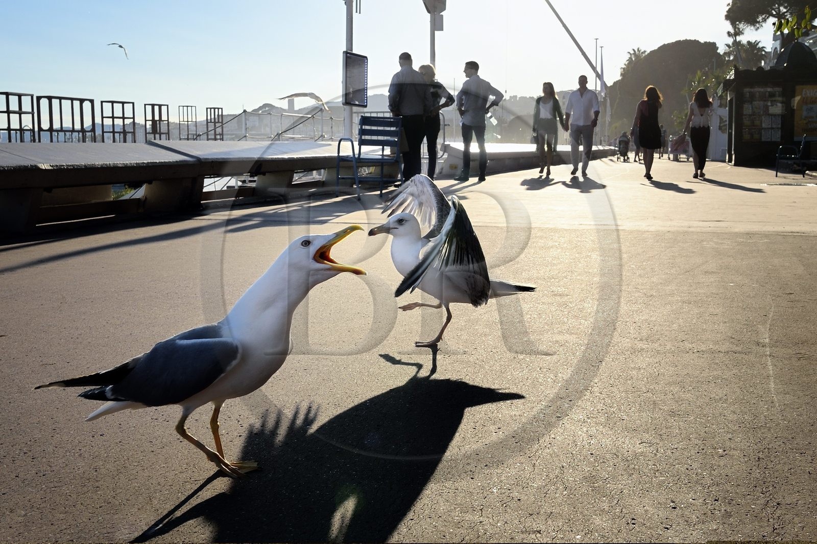 France, Alpes-Maritimes (06), Cannes, goélands et promeneurs sur la Croisette