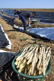 France, Bas-Rhin (67), Fessenheim-Le-Bas, récolte d'asperges blanches dans un champ de la Ferme Weckel