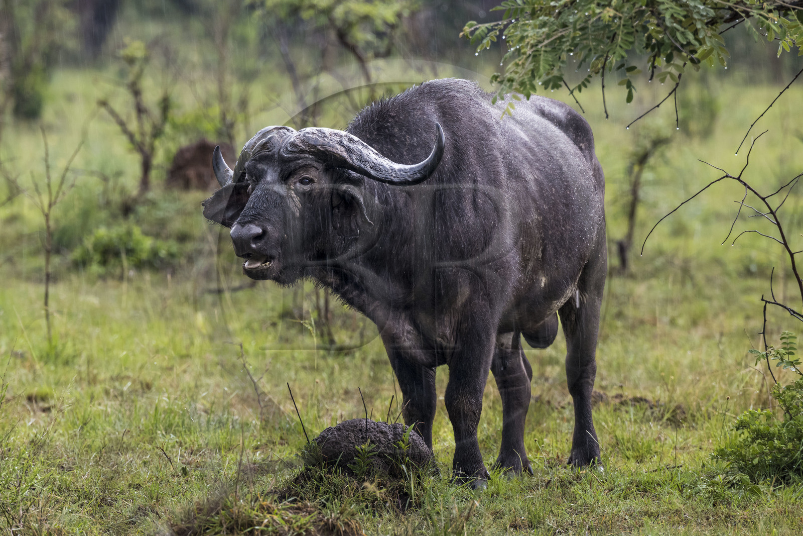 Rwanda, Parc national de l'Akagera, buffle noir des savanes (Syncerus caffer) sous la pluie