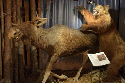 Sweden, Vasterbotten County, Umea region, Bjurholm, the Elk's House (Algens Hus), livestock