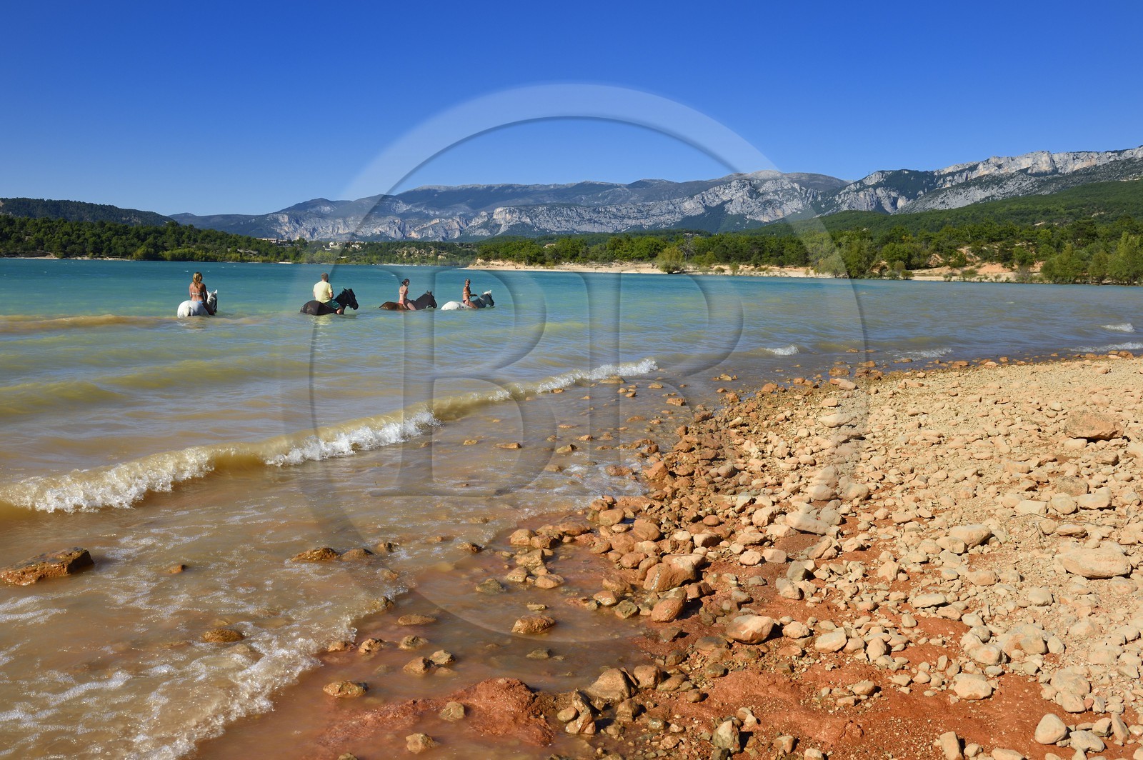 France, Var (83), Parc Naturel Régional du Verdon, lac de Sainte Croix, randonnée équestre avec Verdon Equitation, baignade des chevaux interdite depuis peu (octobre 2014)