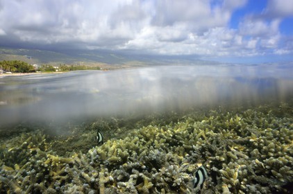 France, Reunion island (French overseas department), West Coast, Saint Gilles Les Bains (town of Saint-Paul), coral reef of Ermitage and La Saline Les Bains lagoon (underwater view)