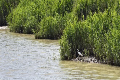 France, Charente-Maritime (17), Rochefort, observation des oiseaux à la Station de Lagunage, Aigrette garzette (Egretta garzetta)