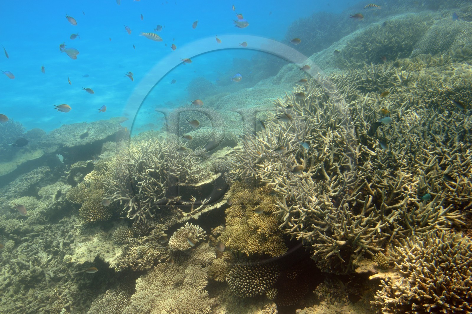 France, Ile de Mayotte, Grande-Terre, récif de corail dans la lagune face à la pointe Saziley  sur la cote Est