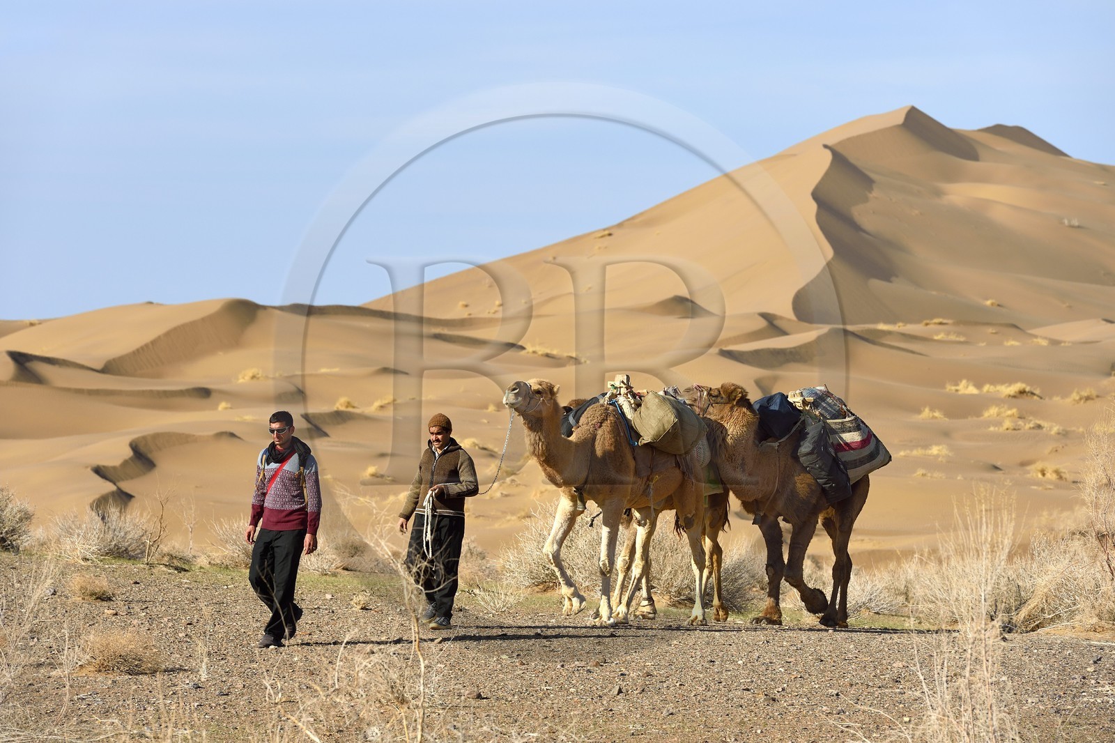 Iran, Province d'Ispahan, désert du Dasht-e Kavir, Mesr dans la région de Khur et Biabanak, caravane de dromadaires passant au pied des dunes de sable