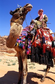 Jordan, Wadi Rum, patrol of Camel Corp or police of the desert on their dromedaries