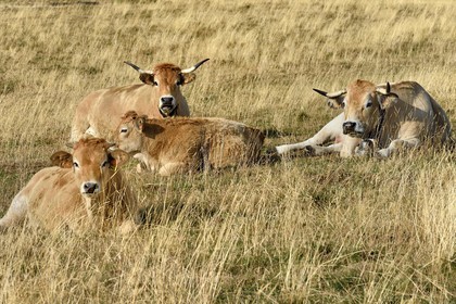 France, Cantal (15), Parc Naturel Régional des Volcans d’Auvergne, col de la Griffoul sur les pentes du Plomb du Cantal, troupeau de vaches de race Aubrac