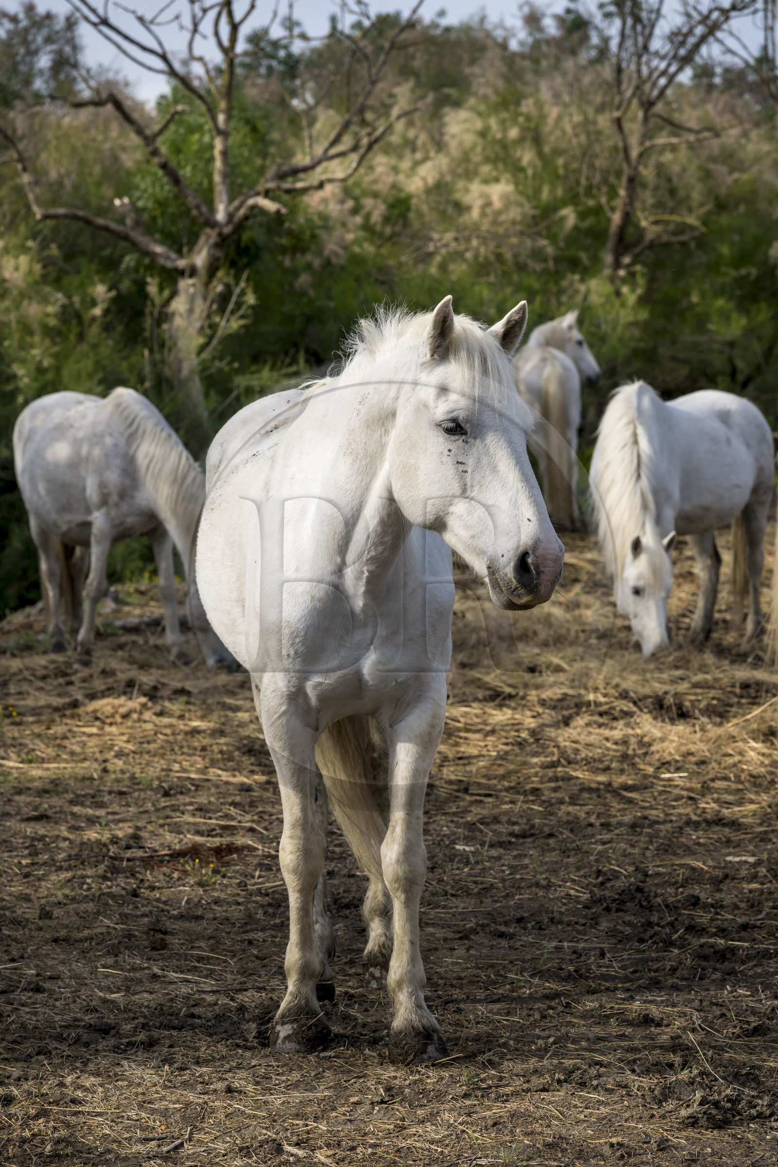 France, Gard (30), Saint-Gilles du Gard, manade Pierre Aubanel & fils, chevaux camarguais