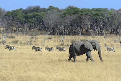 Zimbabwe, Matabeleland North Province, Hwange National Park, wild african elephant (Loxodonta africana) and group of Zebras (equus burchelli)
