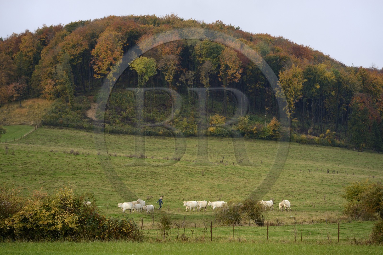 France, Meuse (55), Cotes de Meuse, Chatillon-sous-les-Cotes, troupeau de vaches en bordure de forêt
