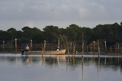 France, Haute Corse, the pond of Biguglia (Stagnu di Chiurlinu), nature reserve of Corsica (RNC), fishermen in between nets set on alder stakes