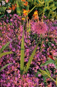 France, Eure (27), Giverny, jardin de Claude Monet, silène, giroflée, fleur d'ail