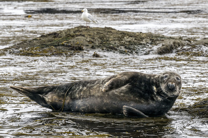 France, Finistère, Penmarch, Étocs archipelago, gray seal (halichoerus grypus)