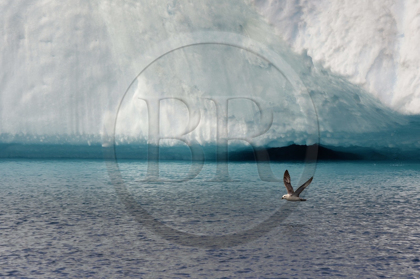 Groenland, cote ouest, baie de Disko, Ilulissat, fjord glacé classé Patrimoine Mondial de l'UNESCO qui est est l’embouchure maritime du glacier Sermeq Kujalleq, Fulmar boréal (Fulmarus glacialis)