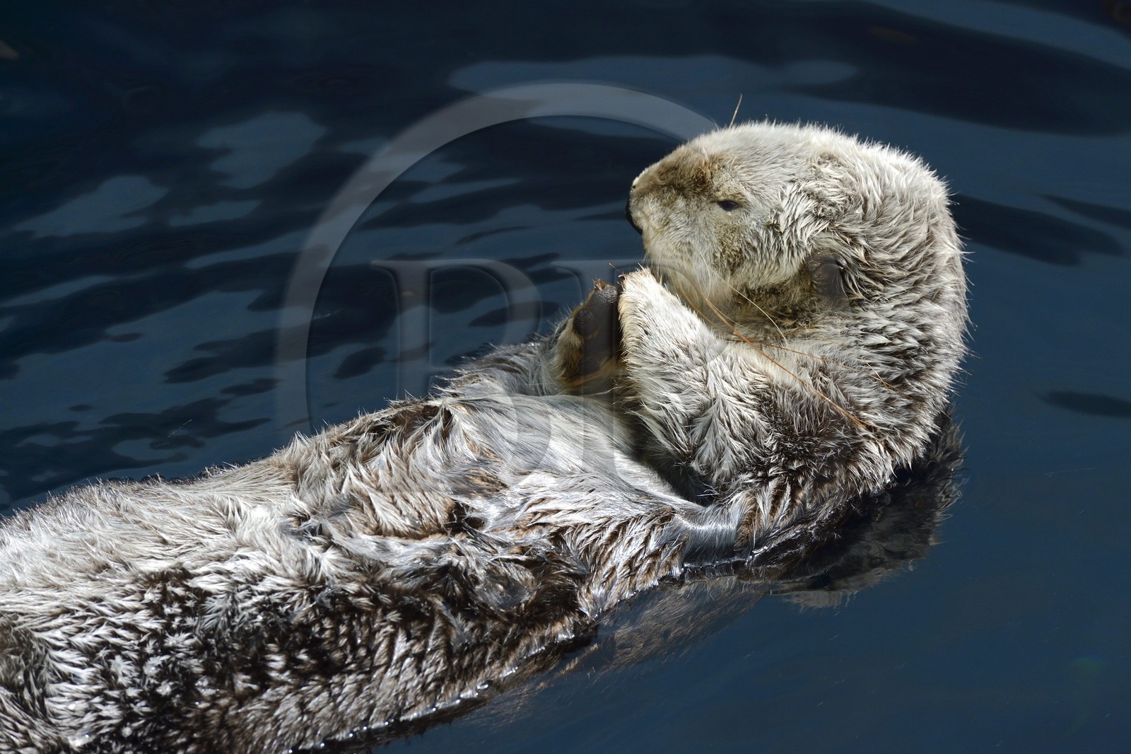 Portugal, Lisbon, Parque das Nações (Nations' Park) built for the Universal Expo 98 World Exhibition, Oceanário (Oceanarium), sea otter (Enhydra lutris)