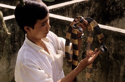 Vietnam, My Tho, the snakes farm
