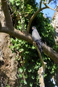 Nicaragua, Ile d'Ometepe réserve mondiale de Biosphère sur le lac Nicaragua, marais le long du Rio Istian, Milan des marais (Rostrhamus sociabilis)