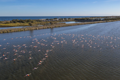 France, Hérault (34), Frontignan, vol de flamants roses (Phoenicopterus roseus) dans l'Etang d'Ingril, la plage des Aresquiers en arrière plan (vue aérienne)