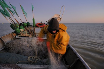 France, Seine-Maritime (76), au large de Veules-les-Roses à l'aube, pêche au filet à bord du bateau La Pomme appartenant à Anthony Paumier le plus jeune patron de pêche de France