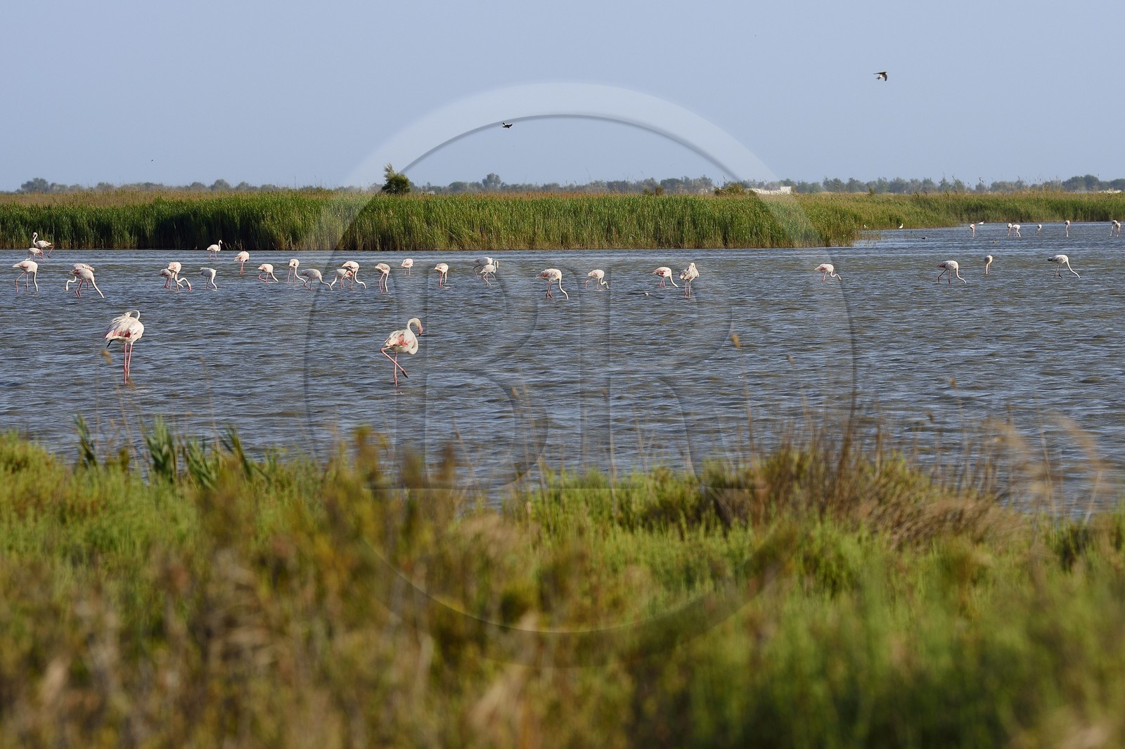 France, Bouches-du-Rhône (13), Parc naturel régional de Camargue, étang de Malagroy, flamants roses (Phoenicopterus roseus)