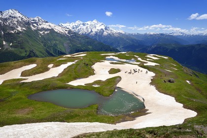 Georgia, Upper Svaneti (Zemo Svaneti), Mestia, herd of cow around the Koruldi Lake on the foothills of Mount Ushba