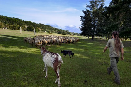 France, Var (83), Massif des Maures, Collobrières, plateau Lambert et ses deux menhirs du néolithique, le berger Laurent Ripert entouré de ses 400 moutons