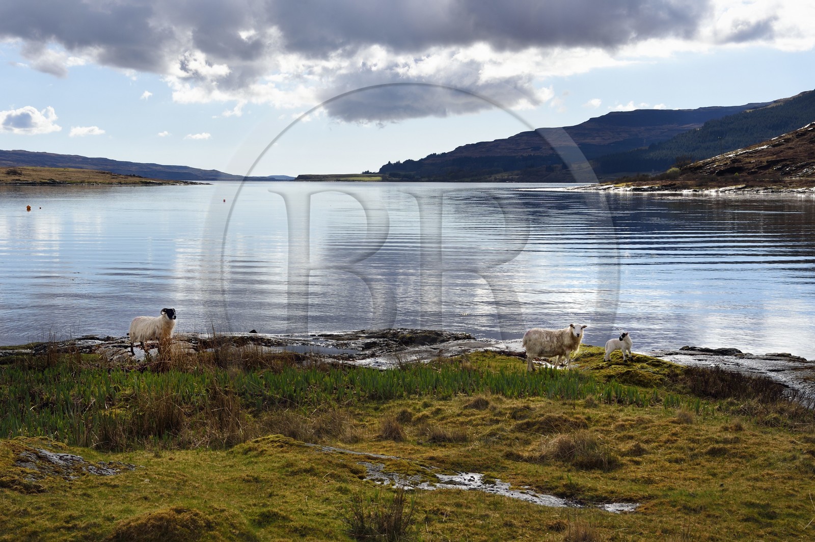 Royaume-Uni, Ecosse, Highland, Hébrides intérieures, Ile de Mull, moutons au bord du Loch Scridain
