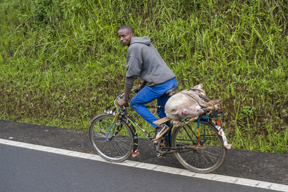 Rwanda, Province de l’Ouest, Mwaga, transport d'un cochon sur une bicyclette, les bicyclettes sont le principal moyen de transport local