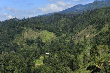 Sri Lanka, Province d'Uva, train sur la voie de chemin de fer dans la région montagneuse de la culture du thé non loin de Ella (Badulla district)